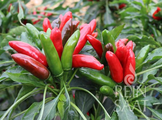 Penosia Chili: A Special Spice You Should Know About 6 Penosia Chili